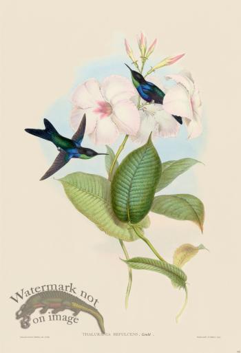 Gould Hummingbird 102